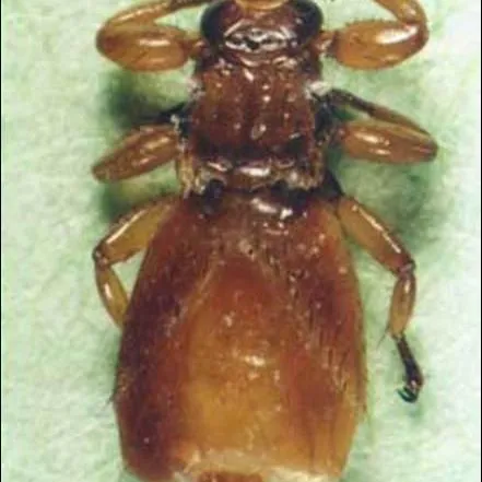 thumbnail for publication: Neotropical Deer Ked or Neotropical Deer Louse Fly, Lipoptena mazamae Rondani (Insecta: Diptera: Hippoboscidae)